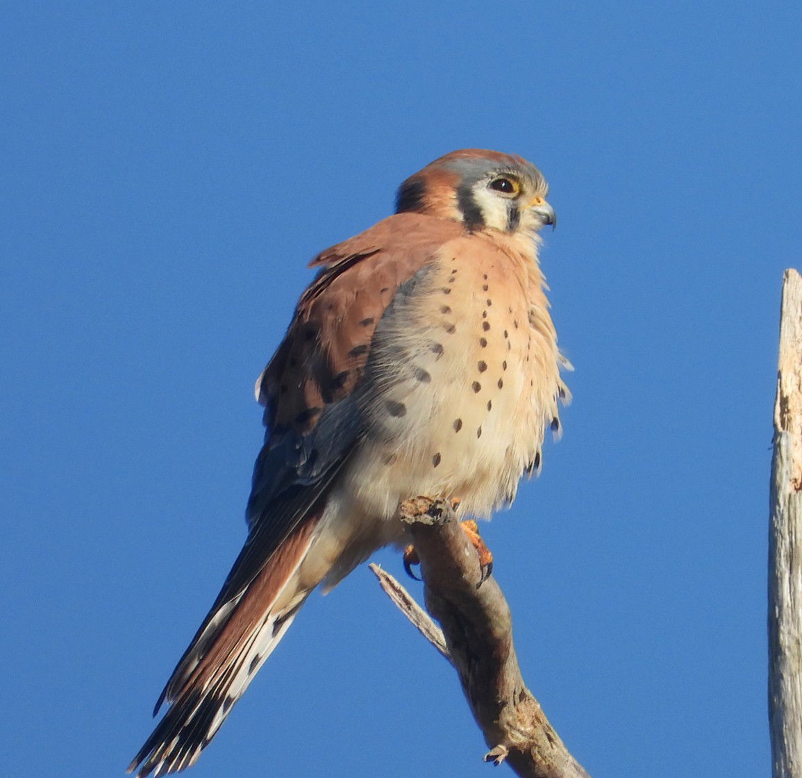 American Kestrel - ML643517048