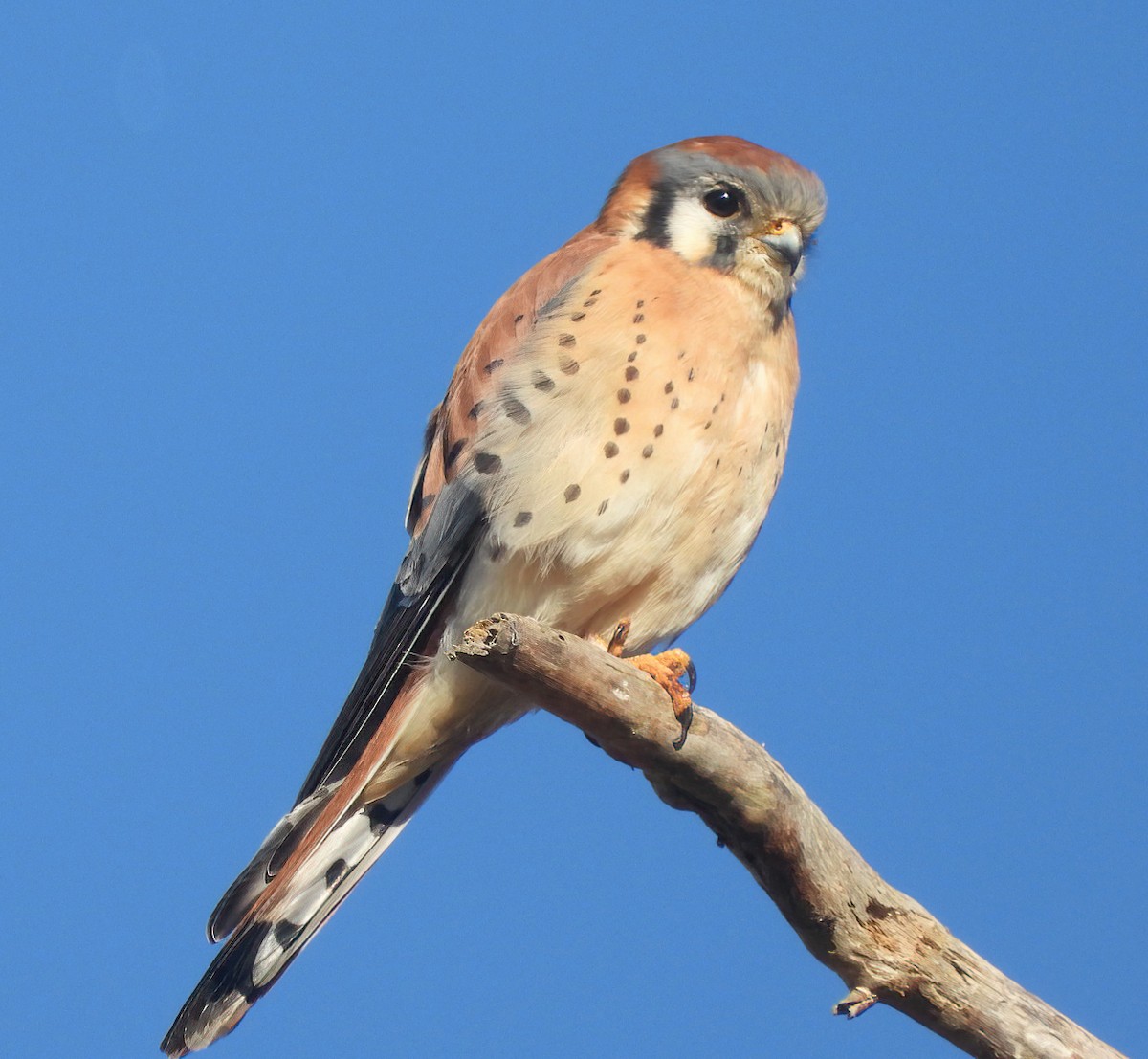 American Kestrel - ML643517049