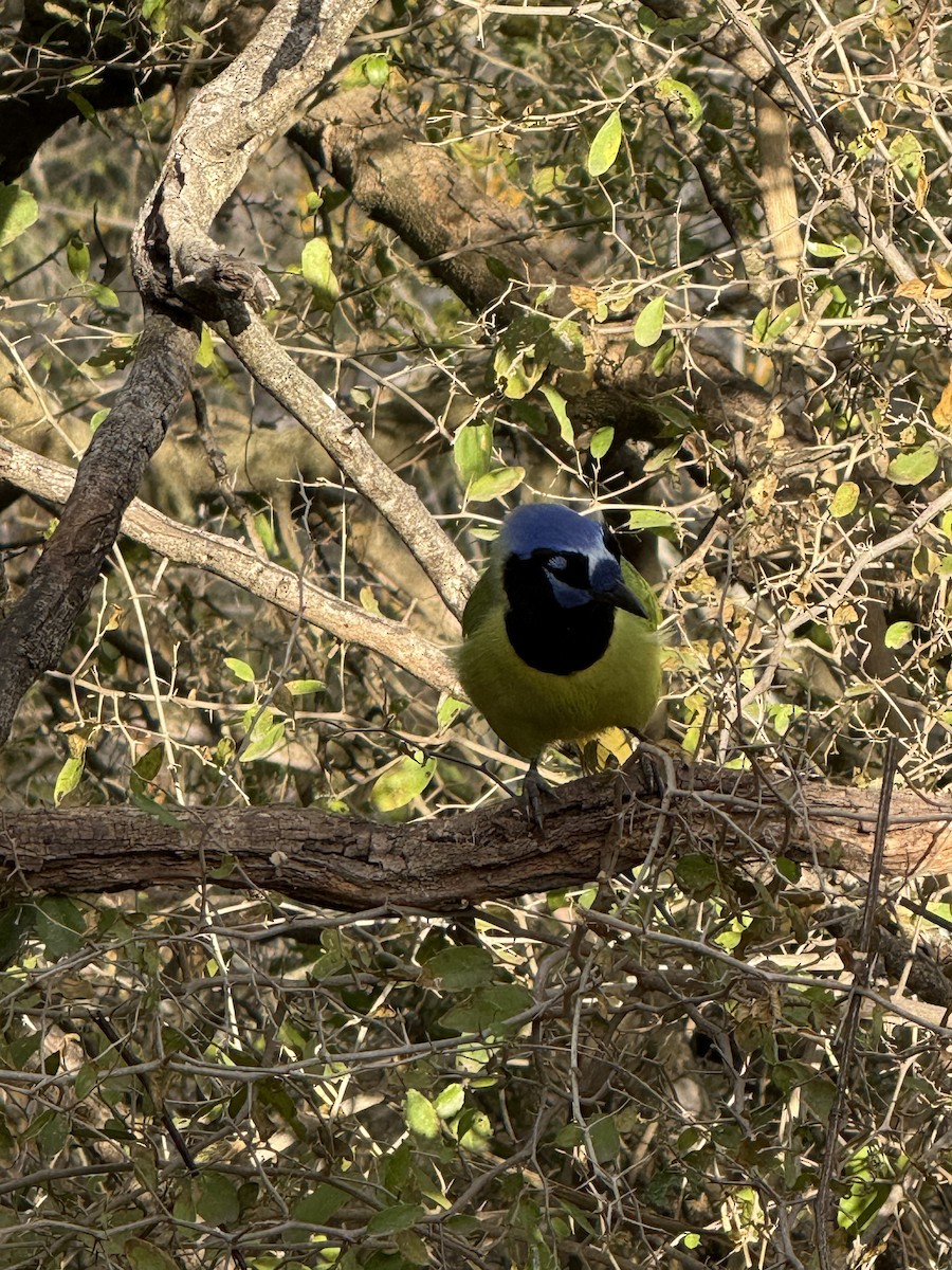 Green Jay - ML643517054