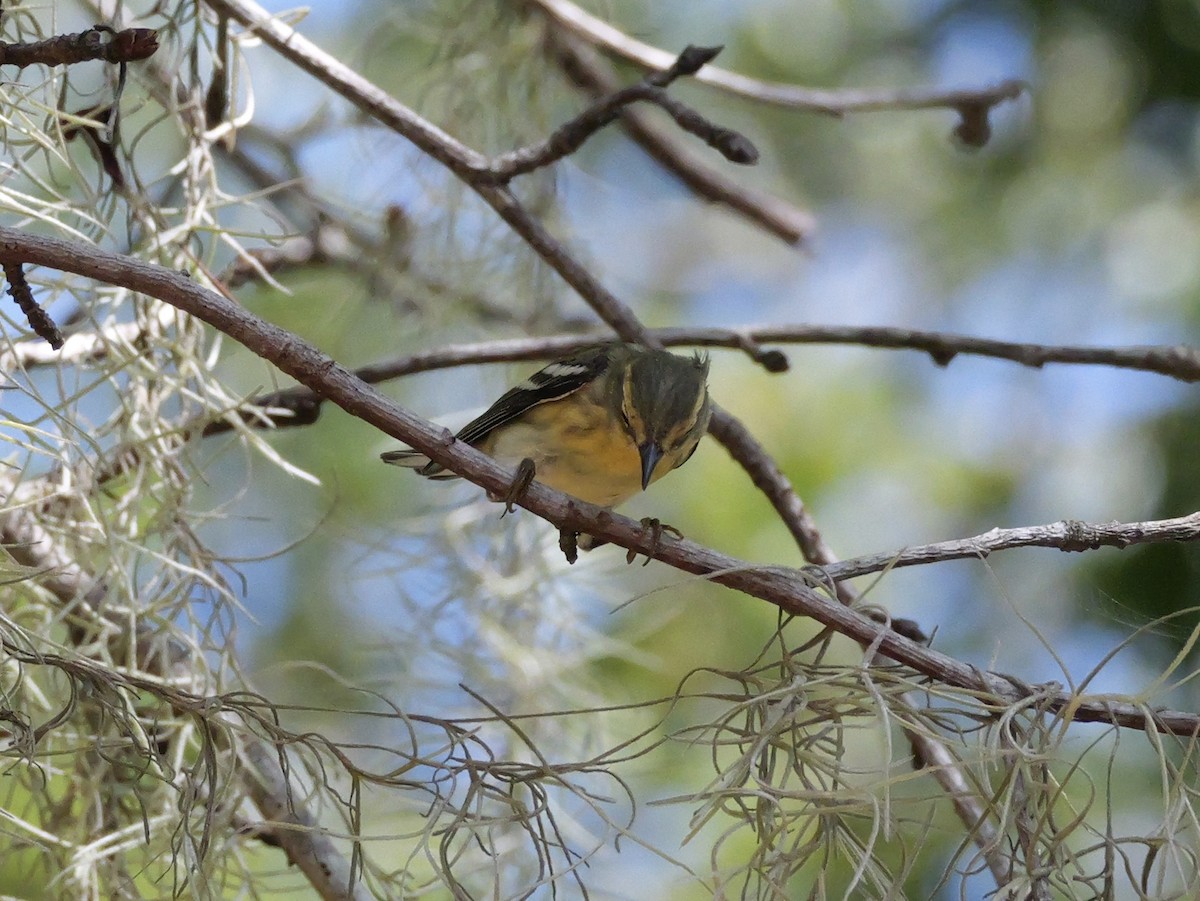Blackburnian Warbler - ML643517066