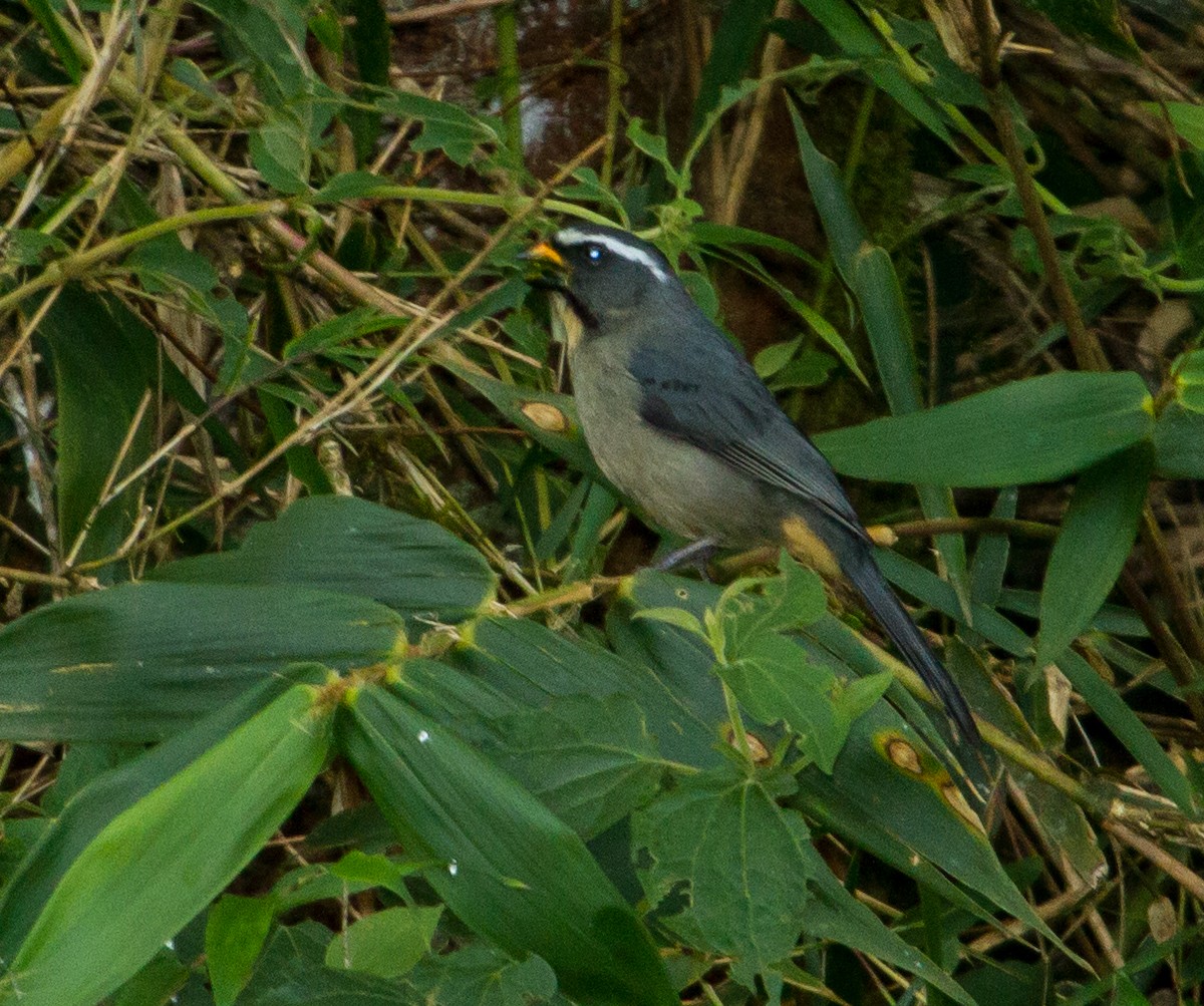 Thick-billed Saltator - ML643517093