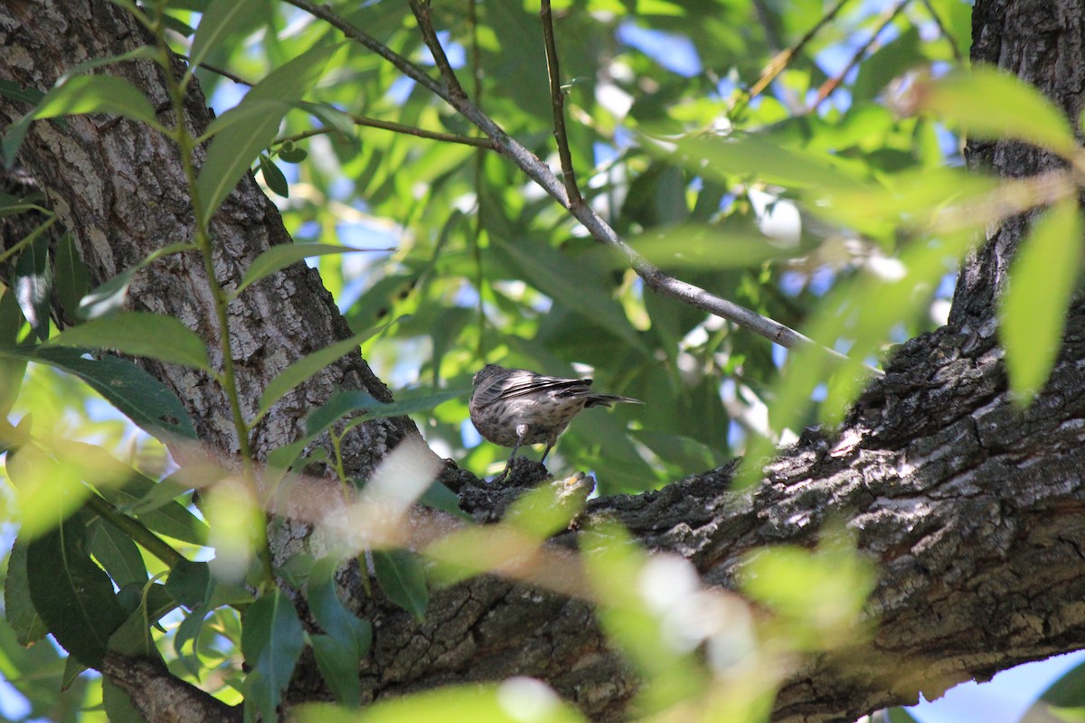 House Finch - ML643517102