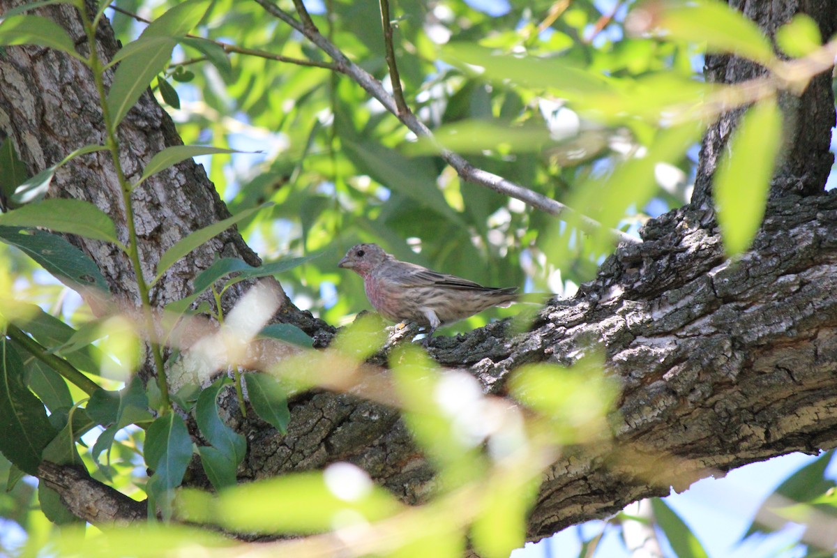 House Finch - ML643517103