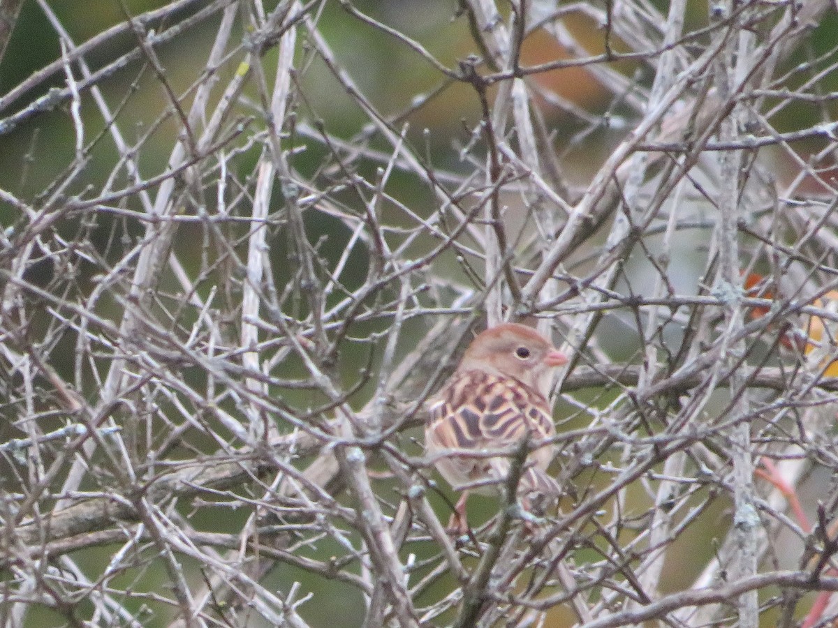 Field Sparrow - ML643517112