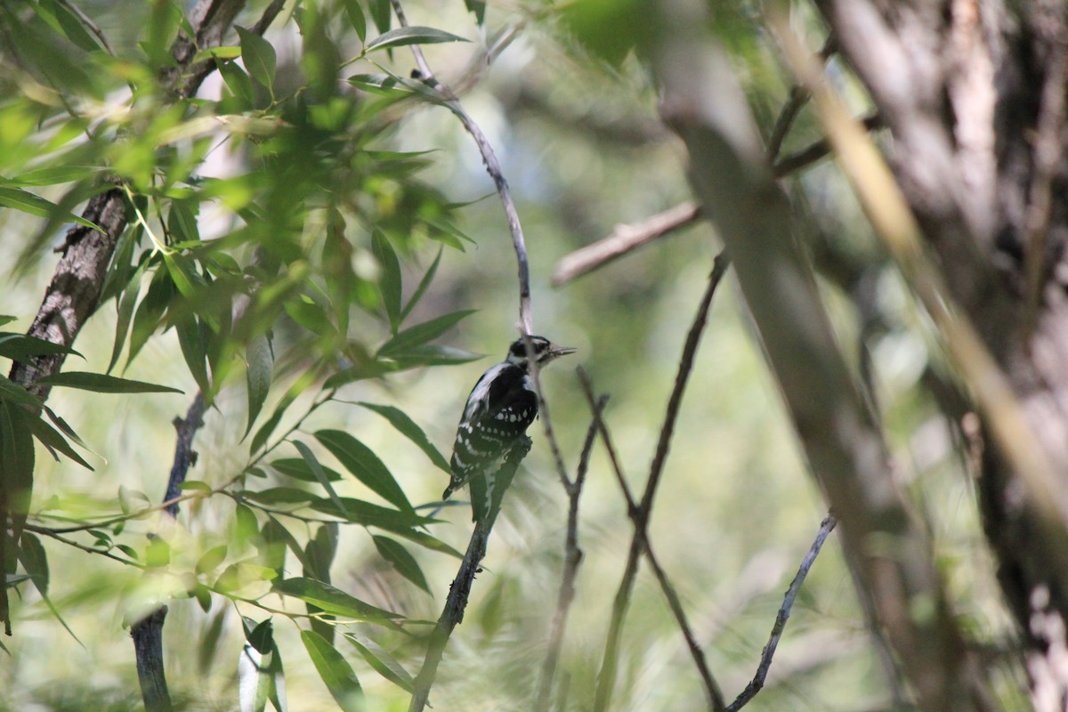 Downy Woodpecker - ML643517116