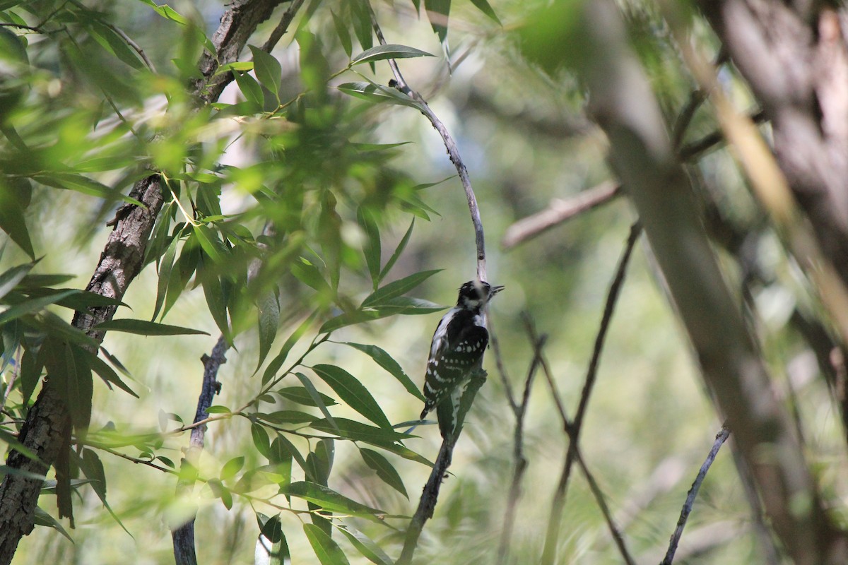 Downy Woodpecker - ML643517117