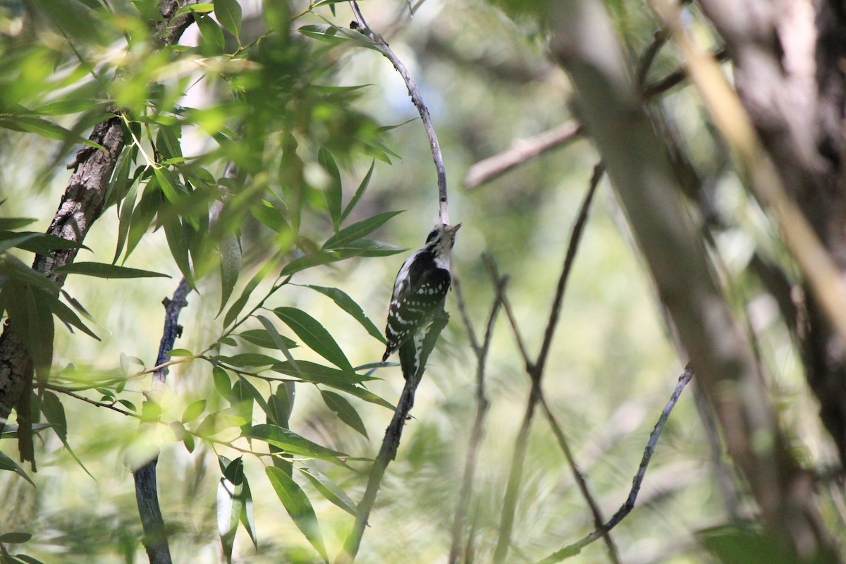 Downy Woodpecker - ML643517118