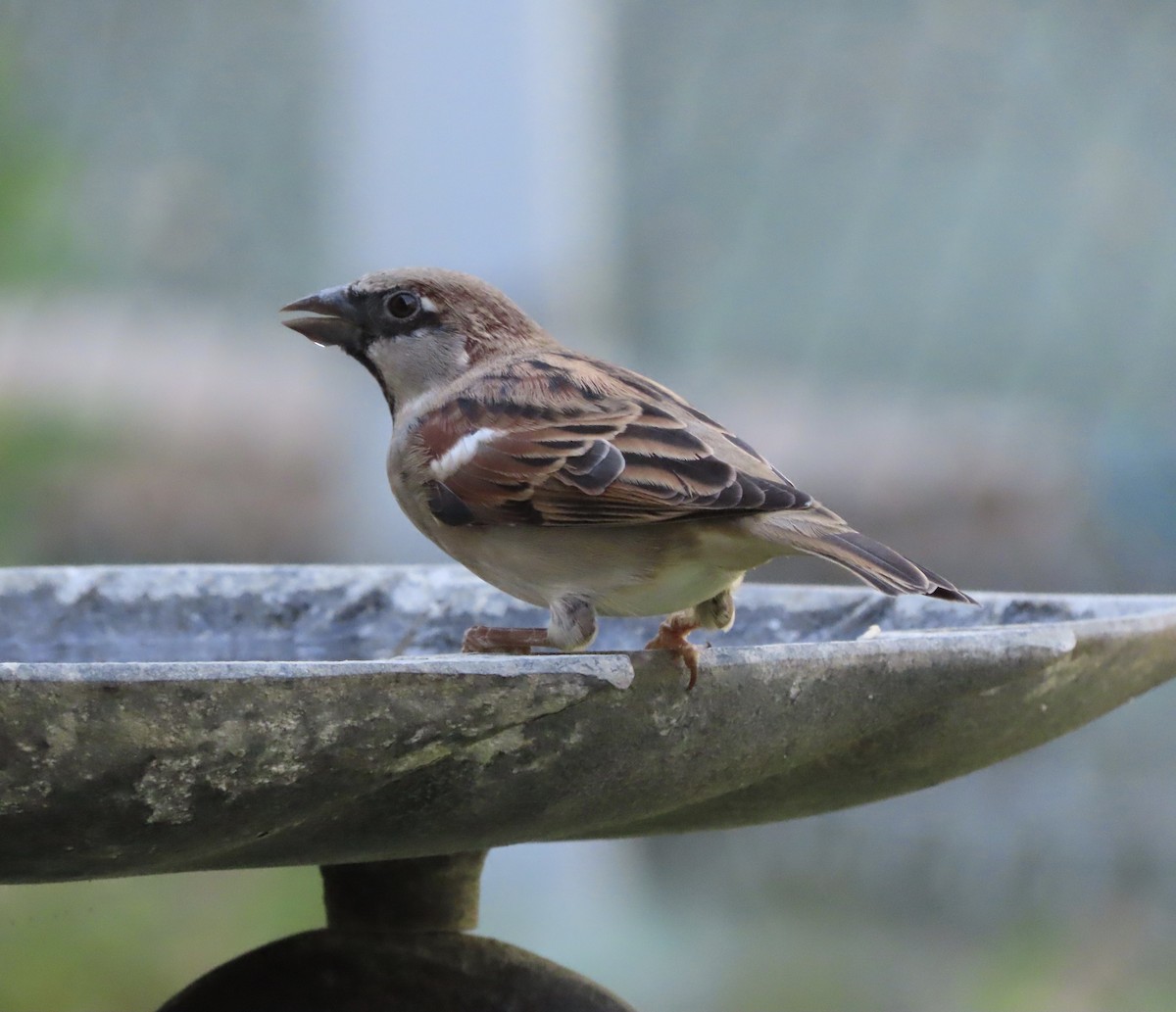 House Sparrow - ML643517124