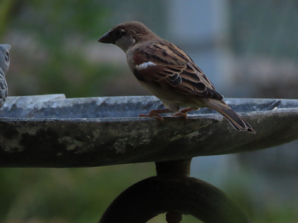 House Sparrow - ML643517125