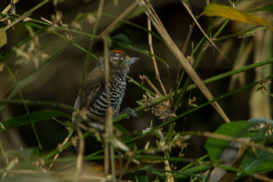 Carpinterito Variable - ML643517127