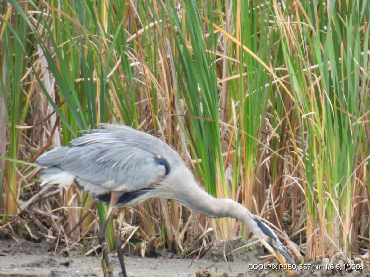 Great Blue Heron - ML643517133