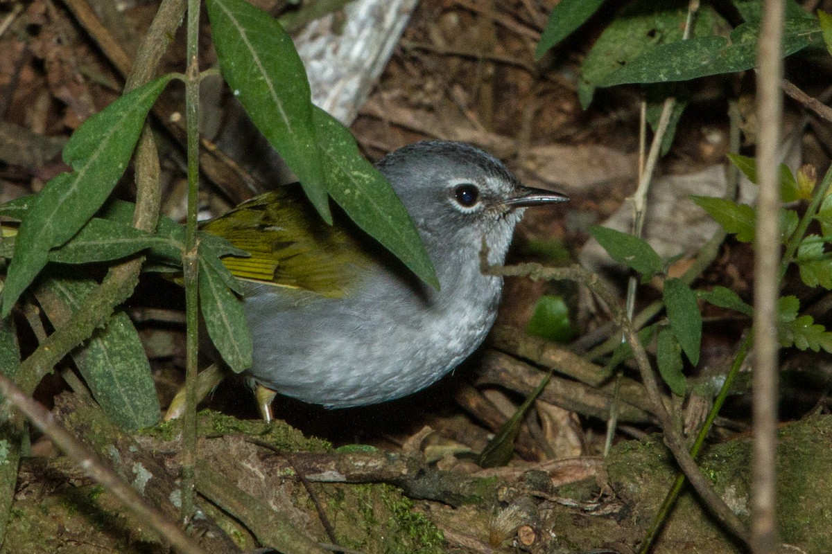 White-browed Warbler - ML643517139