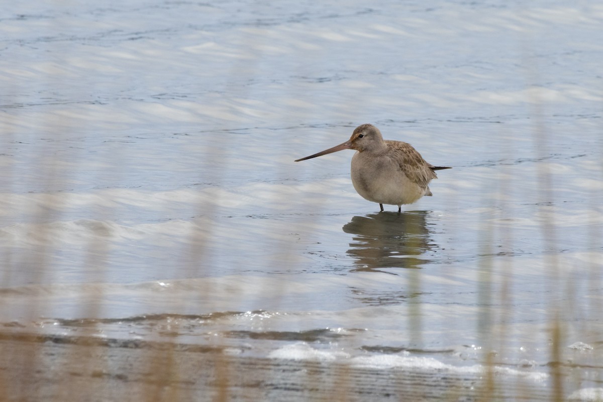 Hudsonschnepfe - ML643517140