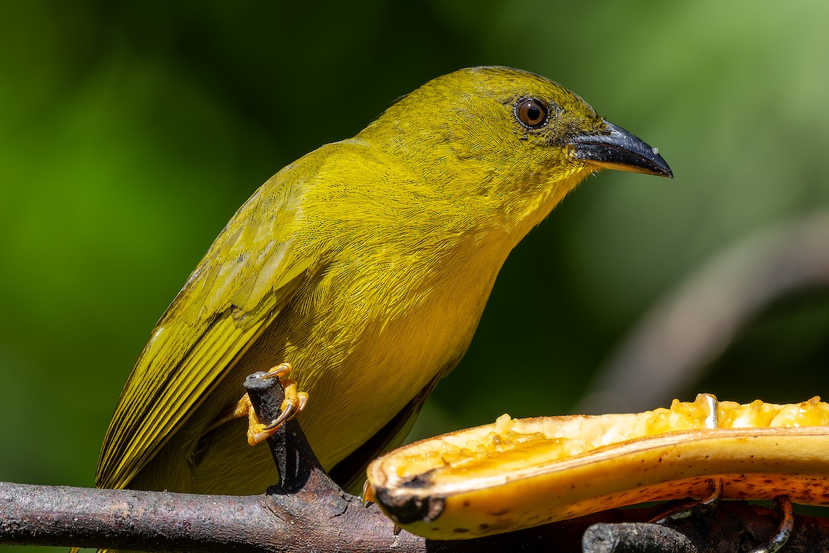 Mitrospin viréon - ML643517142