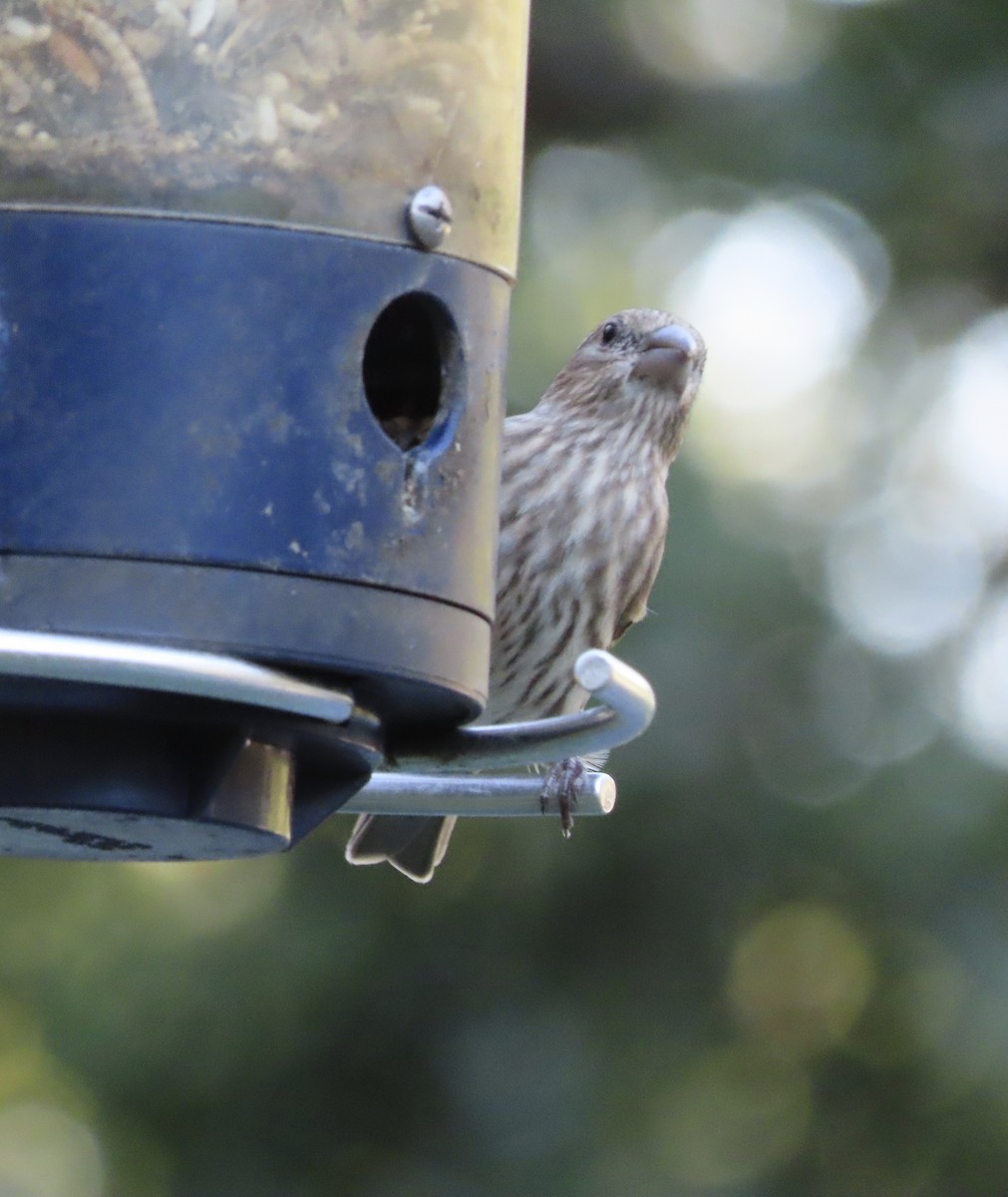 House Finch - ML643517154
