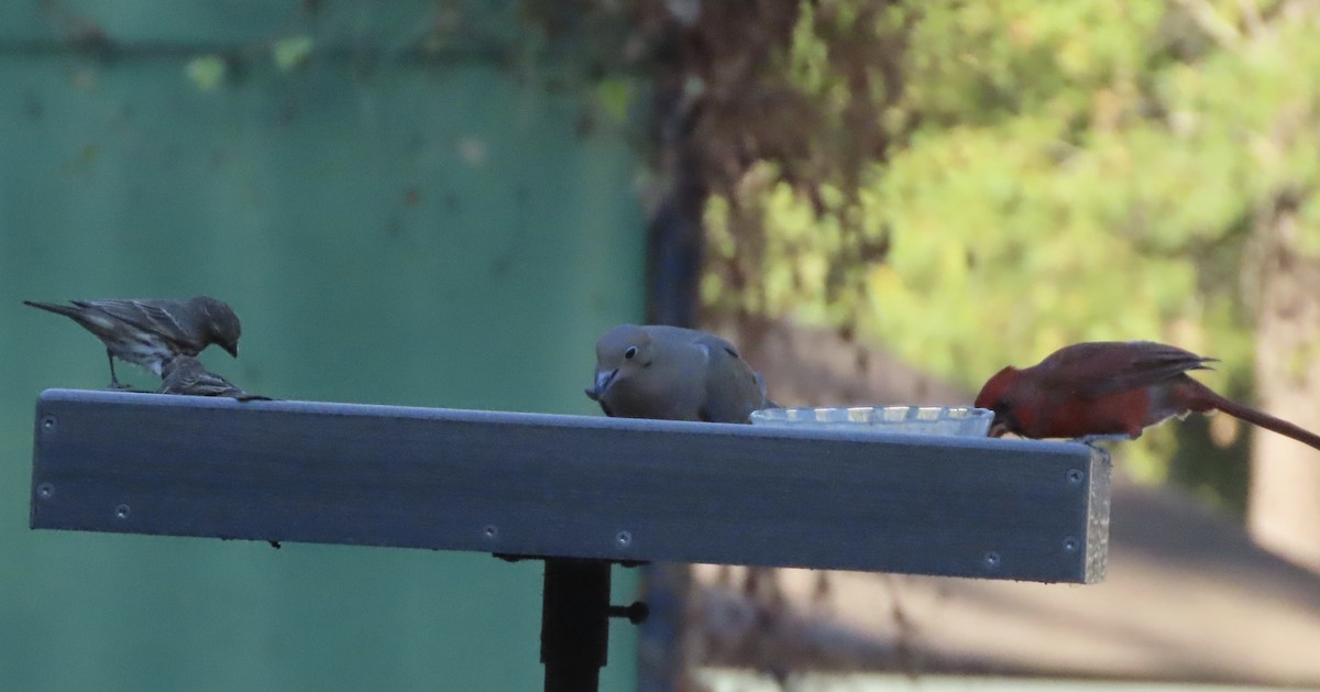 House Finch - ML643517155