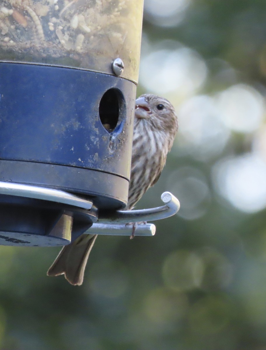 House Finch - ML643517156