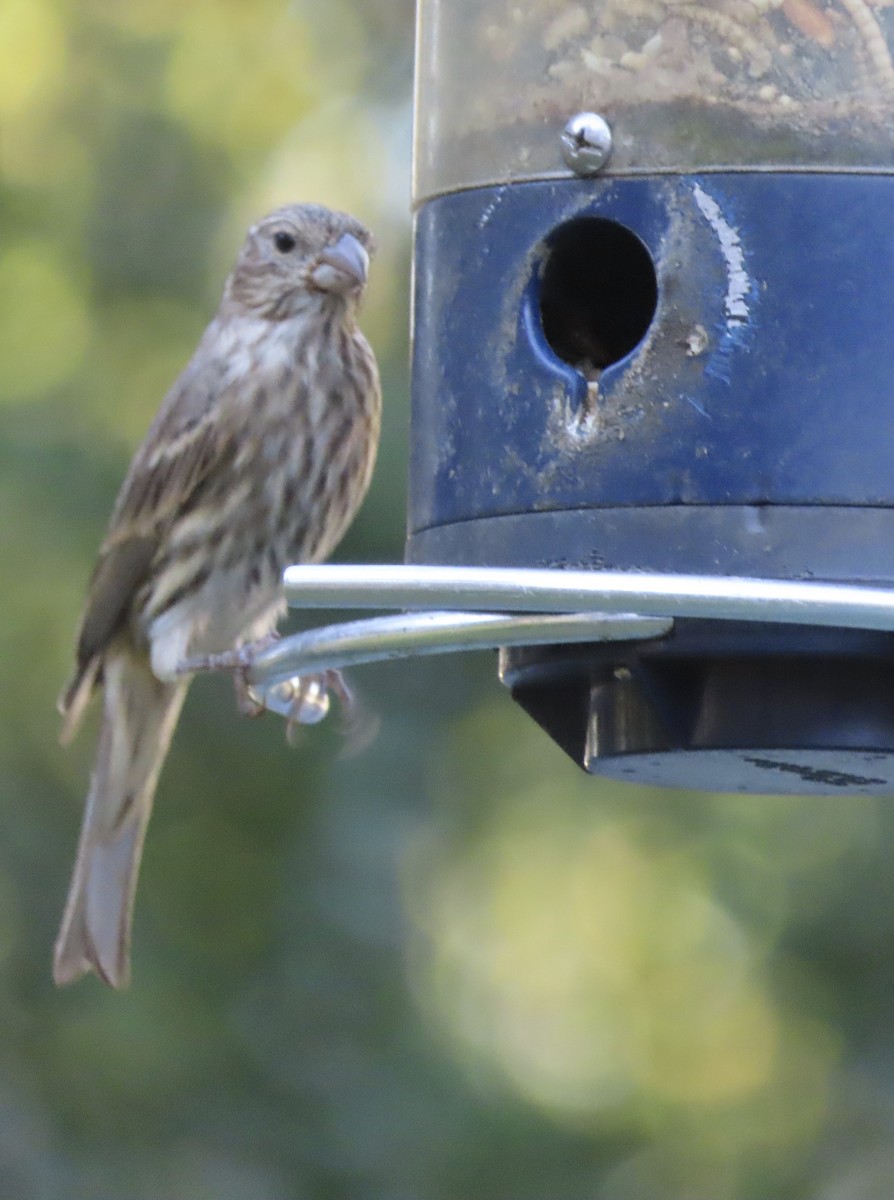 House Finch - ML643517157