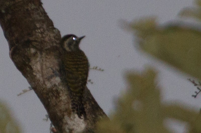 White-spotted Woodpecker - ML643517158