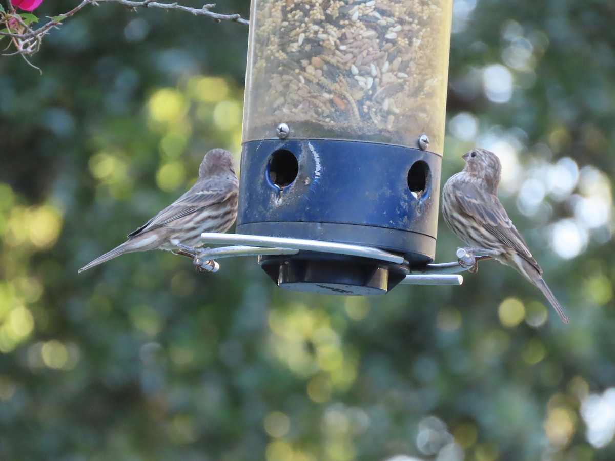 House Finch - ML643517161