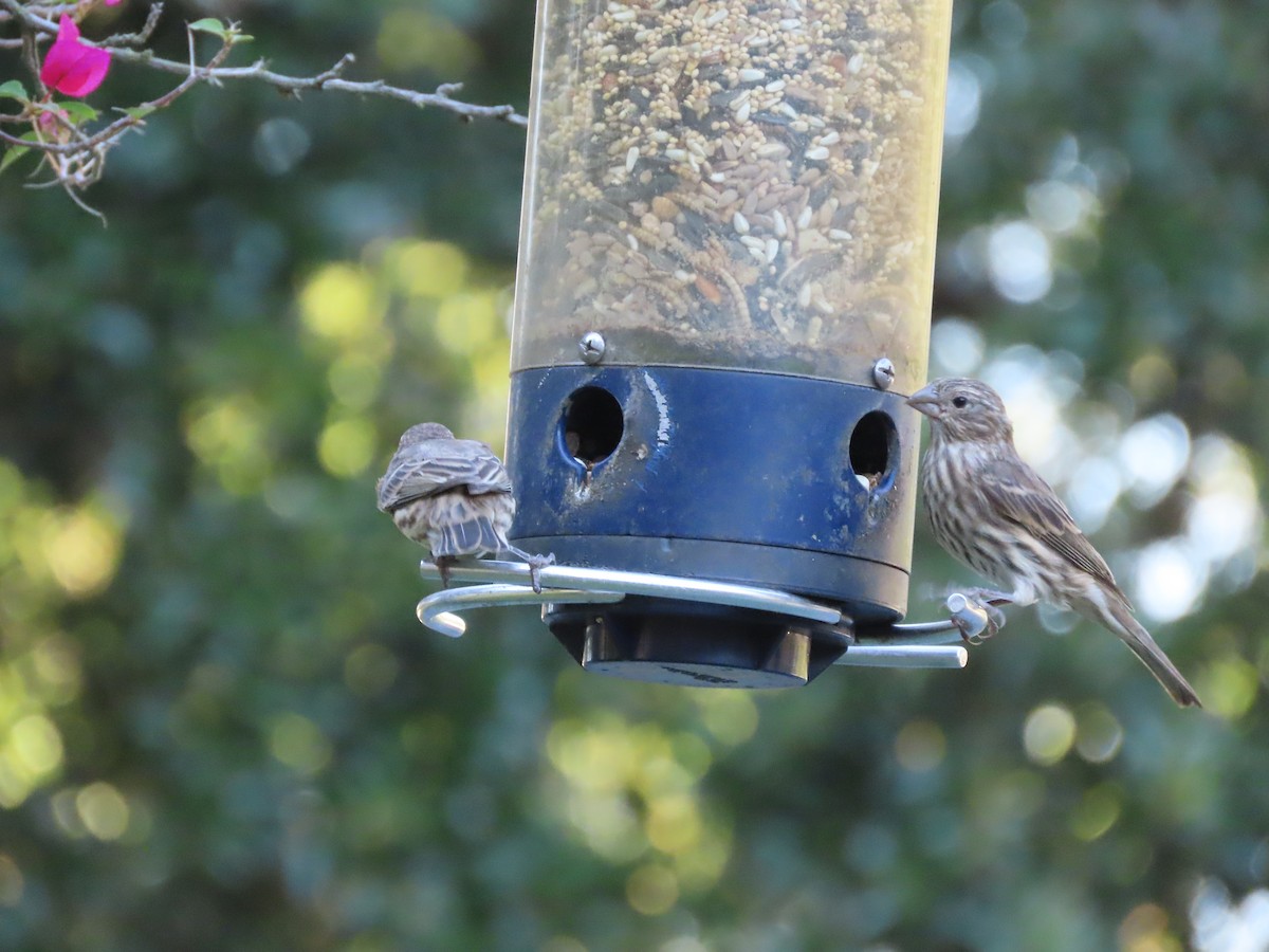 House Finch - ML643517162