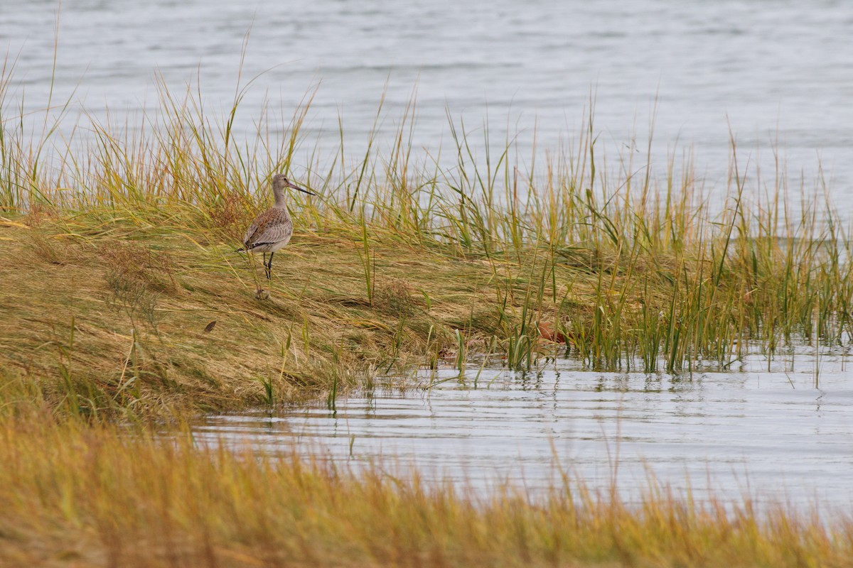 Hudsonschnepfe - ML643517175