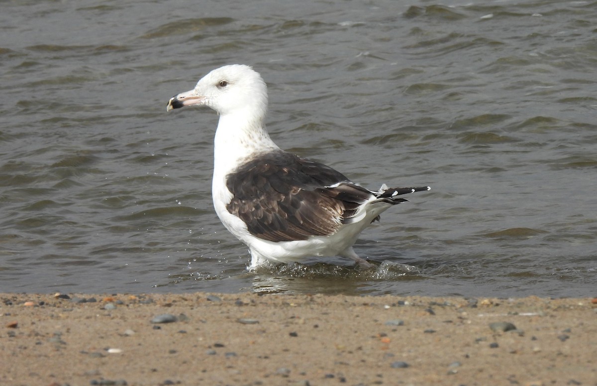 Great Black-backed Gull - ML643517183