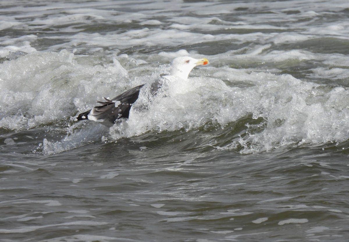 Great Black-backed Gull - ML643517187