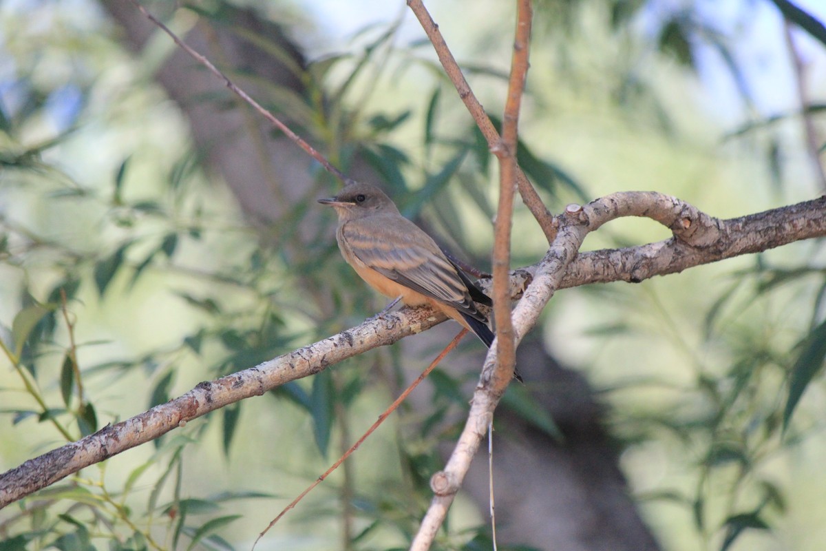 Say's Phoebe - ML643517202