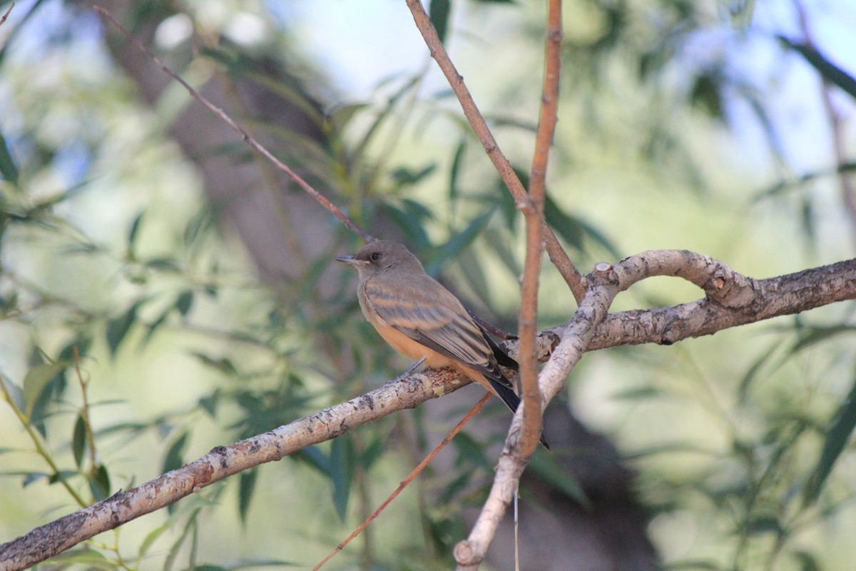 Say's Phoebe - ML643517203