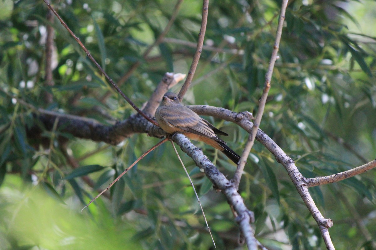 Say's Phoebe - ML643517204