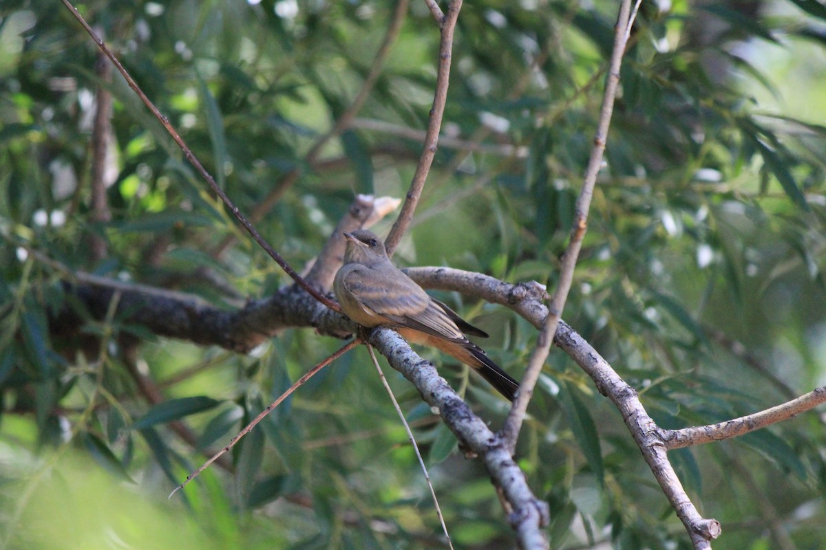 Say's Phoebe - ML643517206