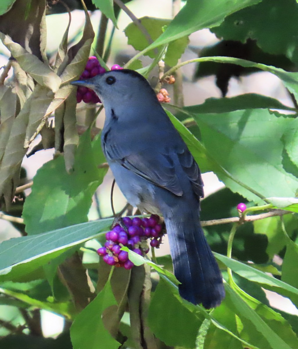 Gray Catbird - ML643517223