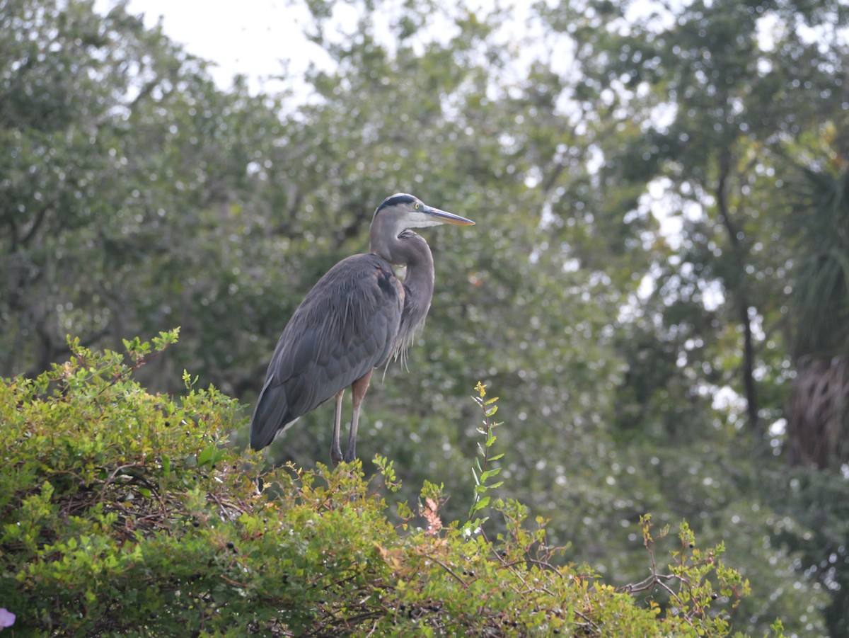 Great Blue Heron (Great Blue) - ML643517227