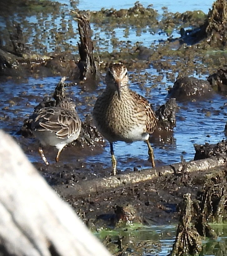 Pectoral Sandpiper - ML643517231