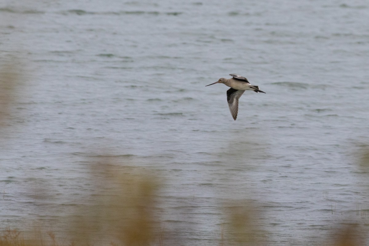 Hudsonschnepfe - ML643517242