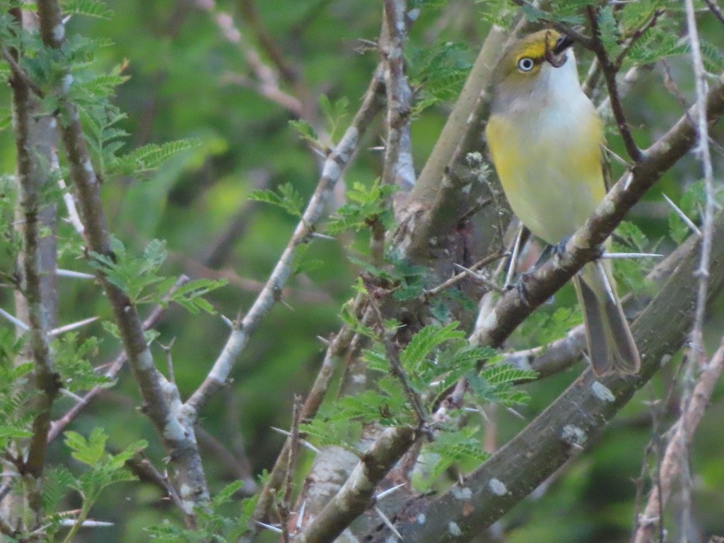 Vireo Ojiblanco - ML643517243