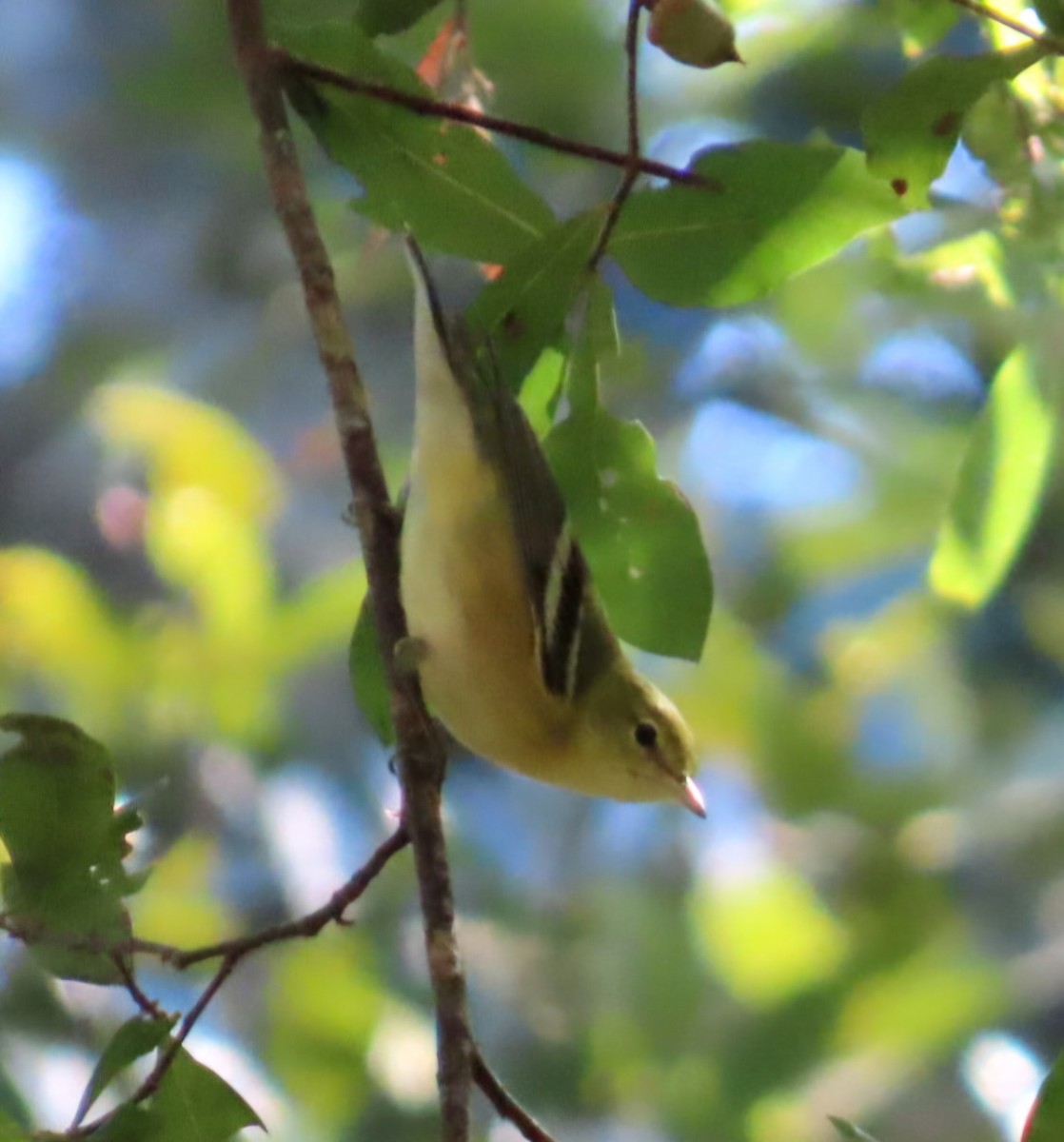 Bay-breasted Warbler - ML643517245