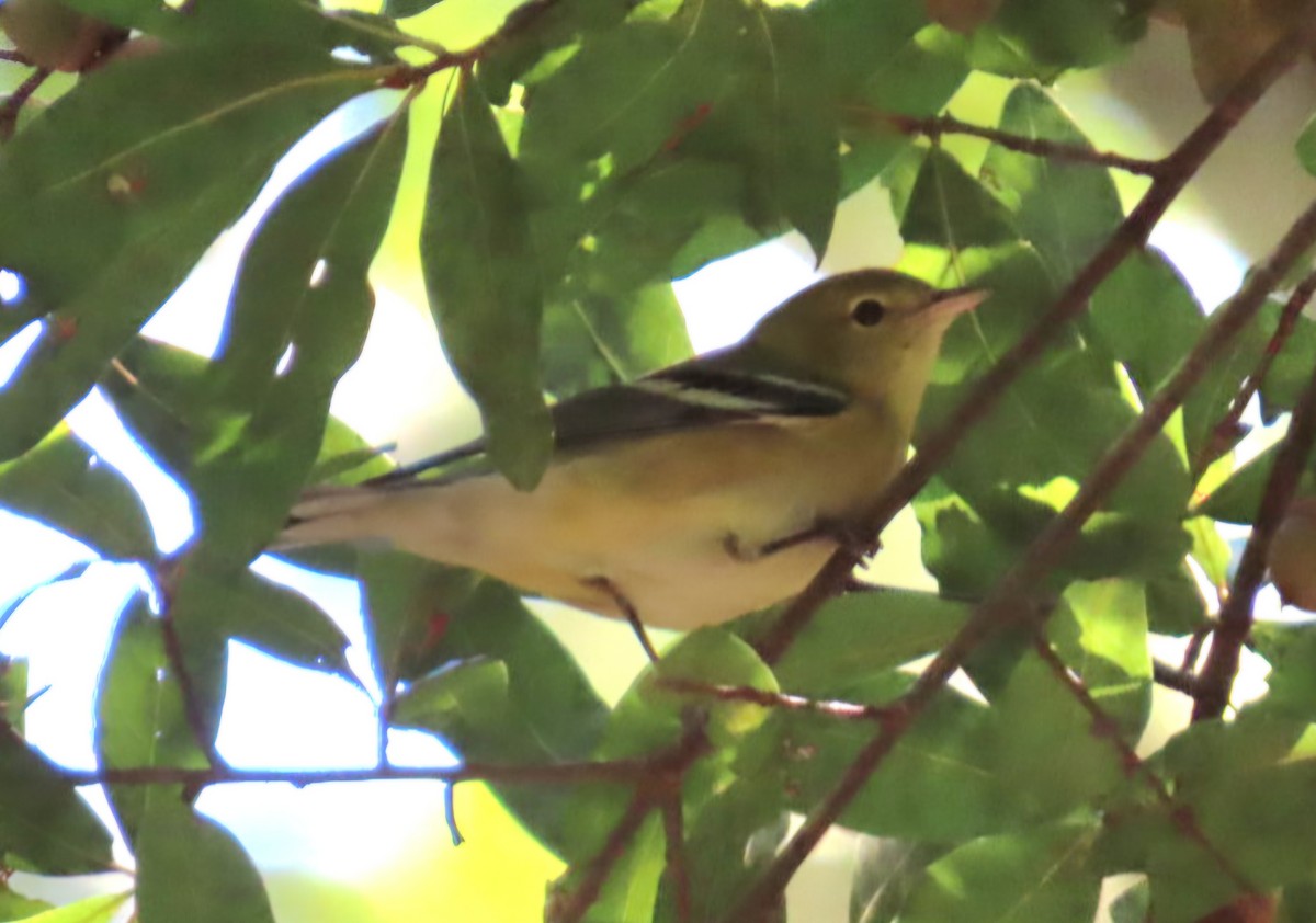 Bay-breasted Warbler - ML643517246