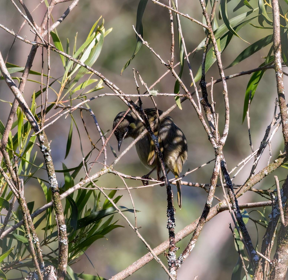 Lewin's Honeyeater - ML643517247