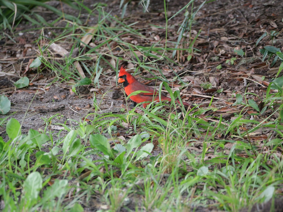 Northern Cardinal (Common) - ML643517250
