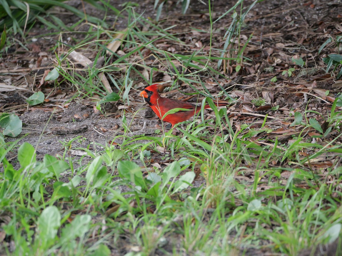 Northern Cardinal (Common) - ML643517251