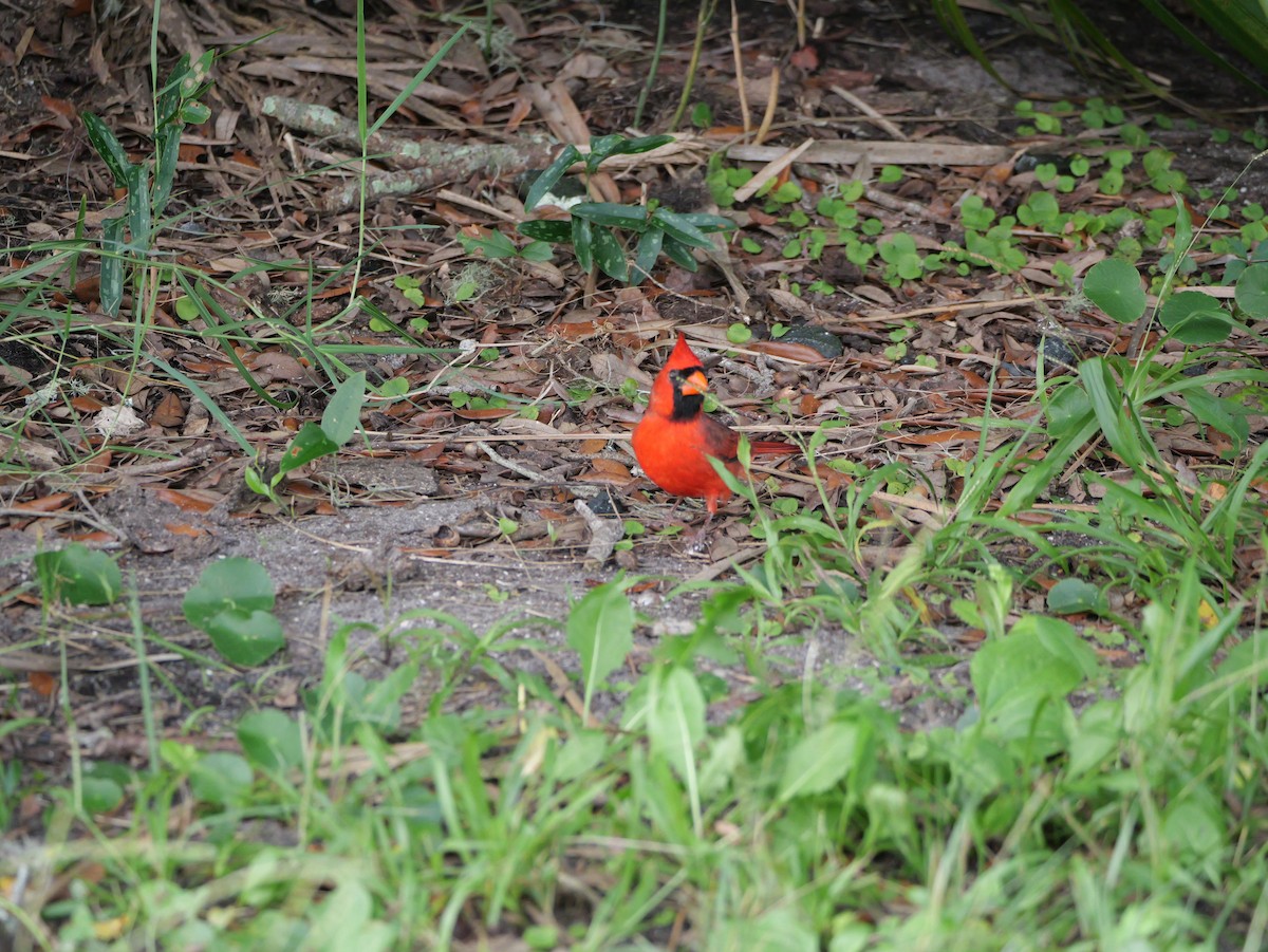 Northern Cardinal (Common) - ML643517252