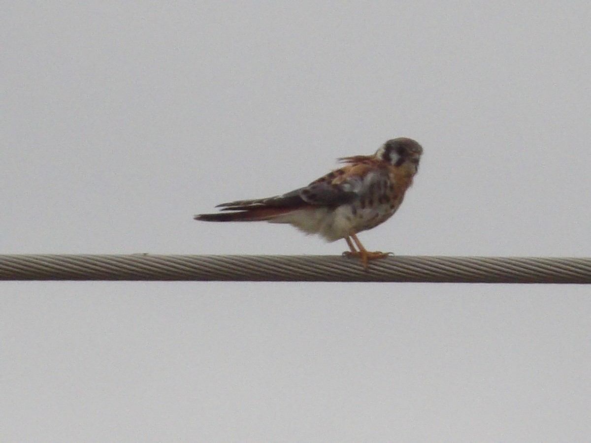 American Kestrel - ML643517263