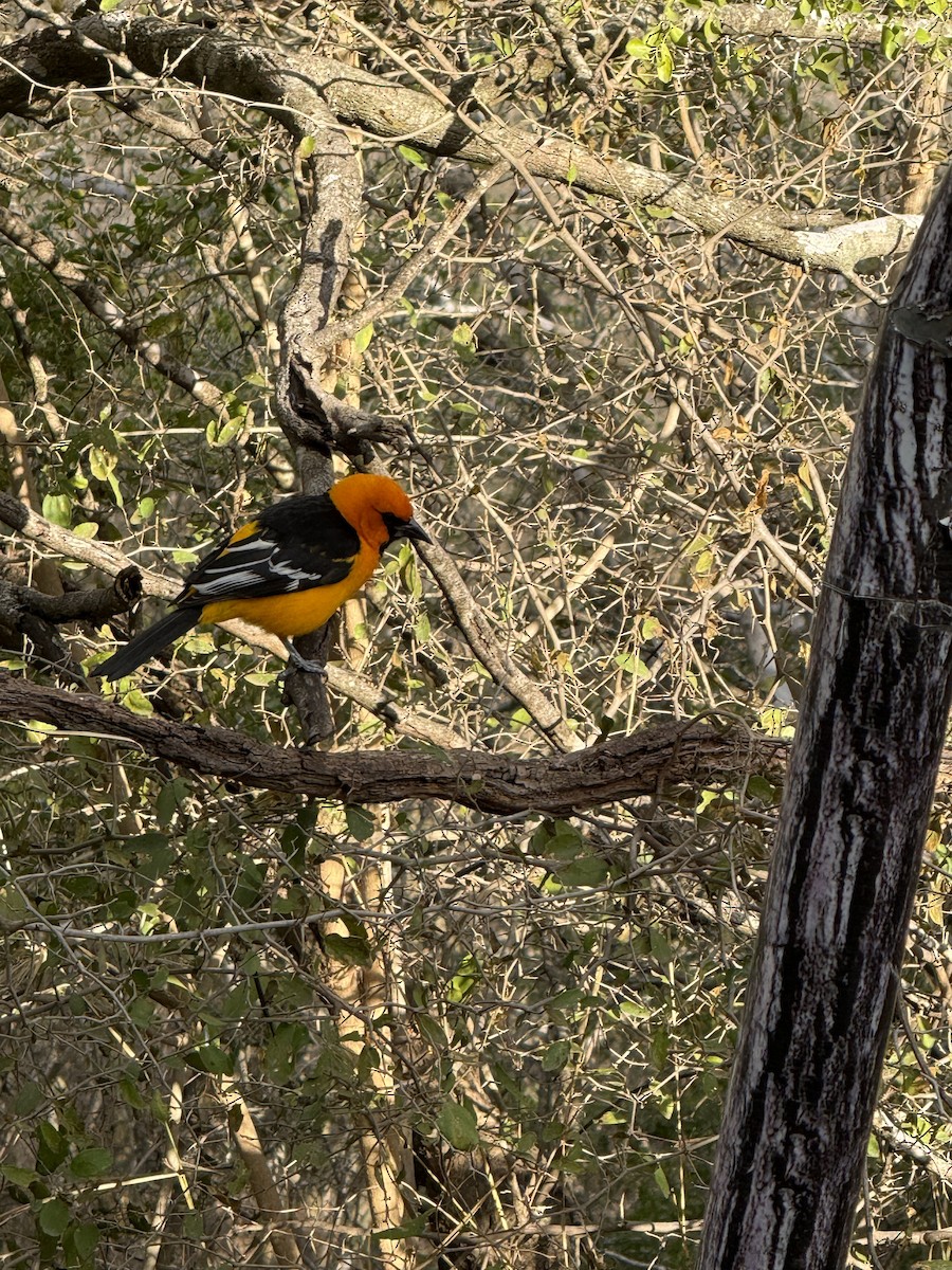 Altamira Oriole - ML643517264