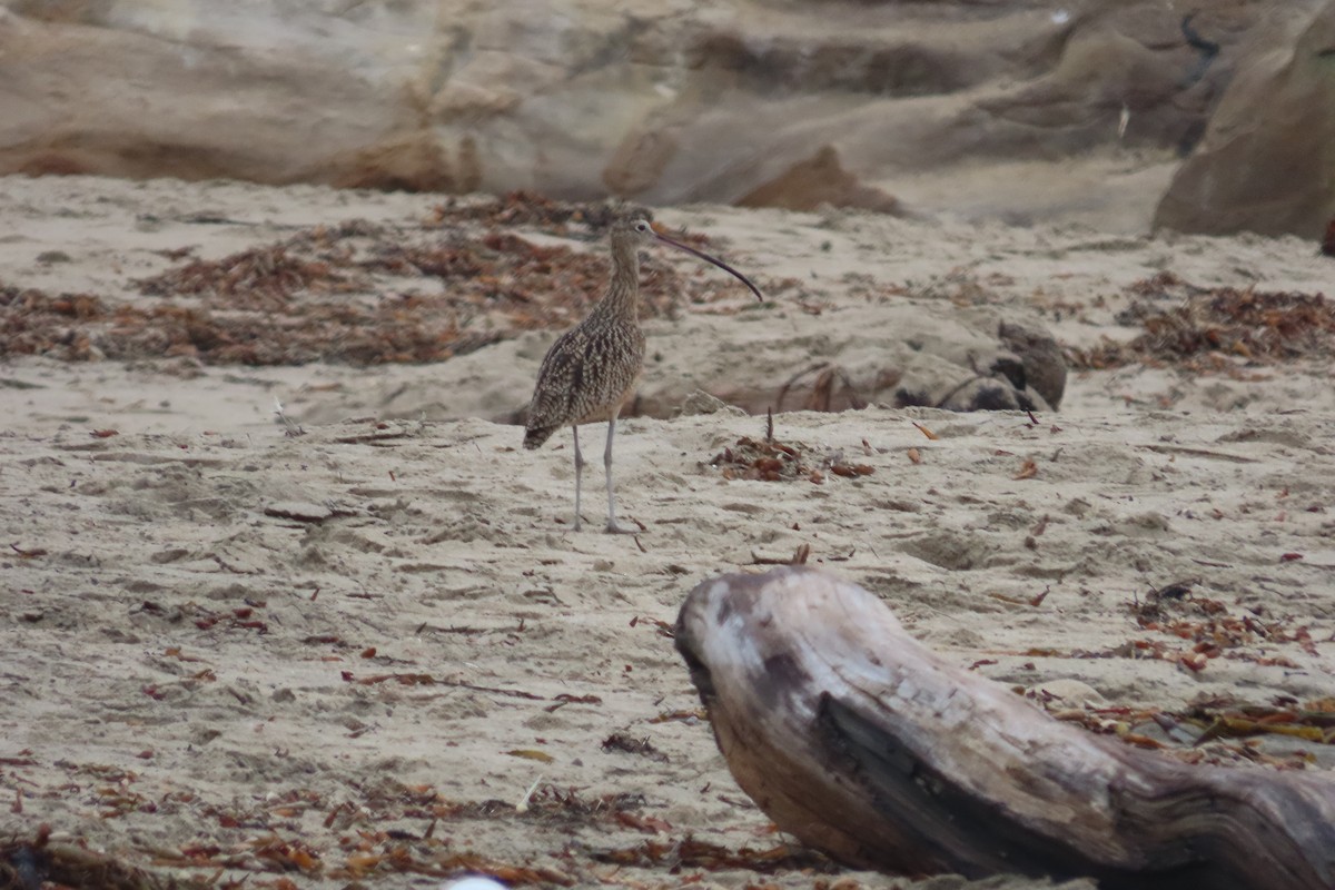 Long-billed Curlew - ML643517265