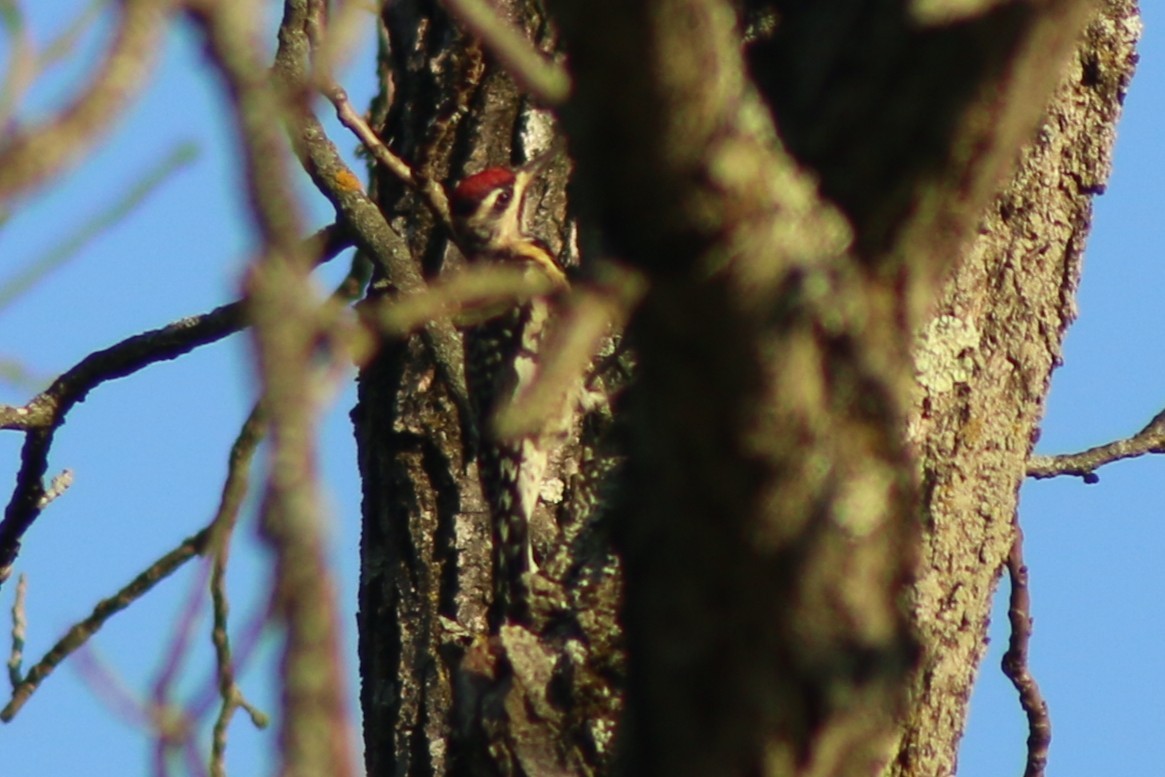Yellow-bellied Sapsucker - ML643517266