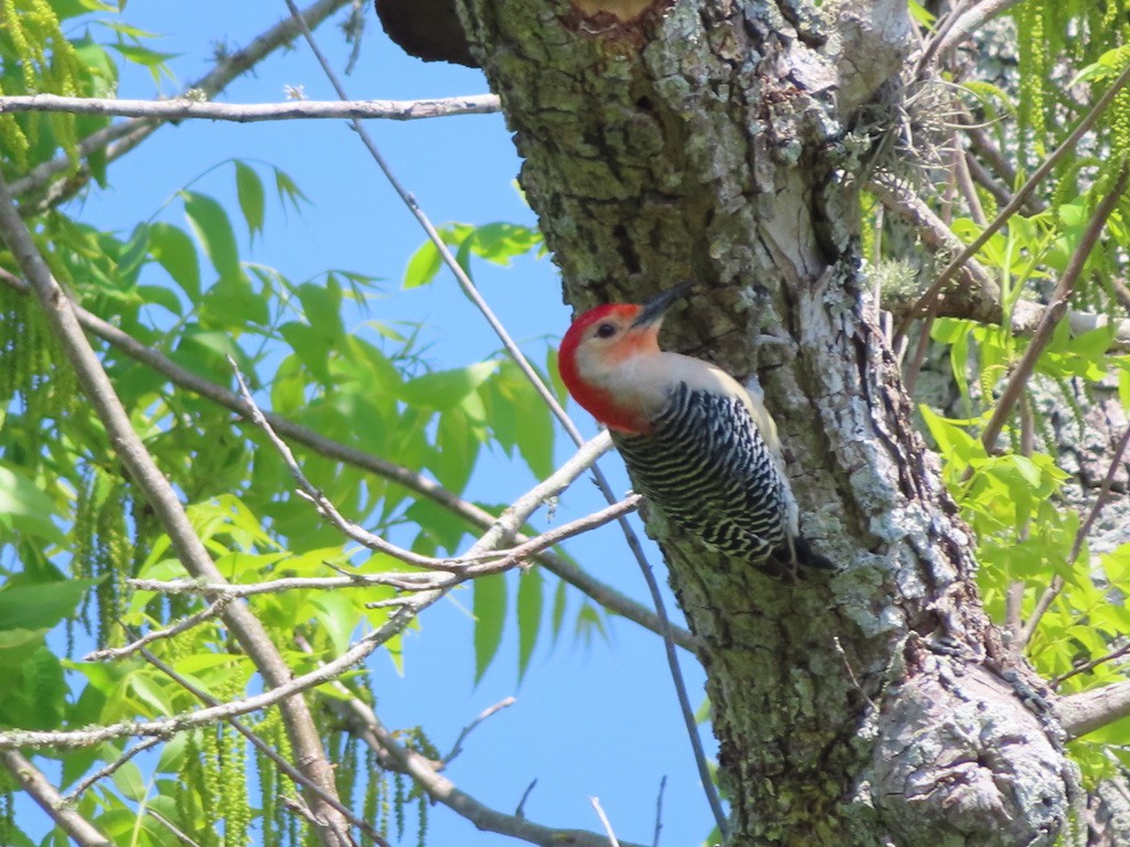 Red-bellied Woodpecker - ML643517272