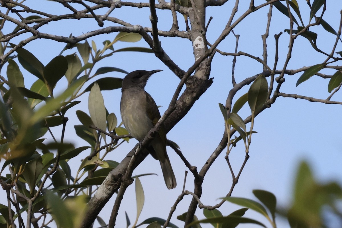 Brown Honeyeater - ML643517273