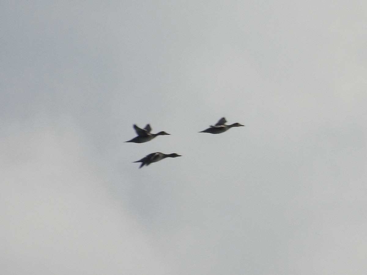 Northern Pintail - ML643517286